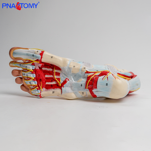 Modèle anatomique en neuf parties des ligaments neurovasculaires en plastique du pied <span class=keywords><strong>humain</strong></span> et de la jambe inférieure de l'articulation de la cheville - Product Image 3