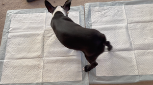 Vente chaude jetable en gros chat chien bouche corps bain gants de nettoyage pour animaux de compagnie SPA Massage - Product Image 3