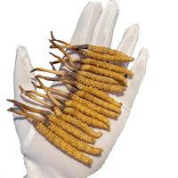 Prix de Gros Cordycépine Produits Longrich Champignon Séché en Vrac Mycélium de Cordyceps Champignon Entier Cordyceps Sinensis Militaris
