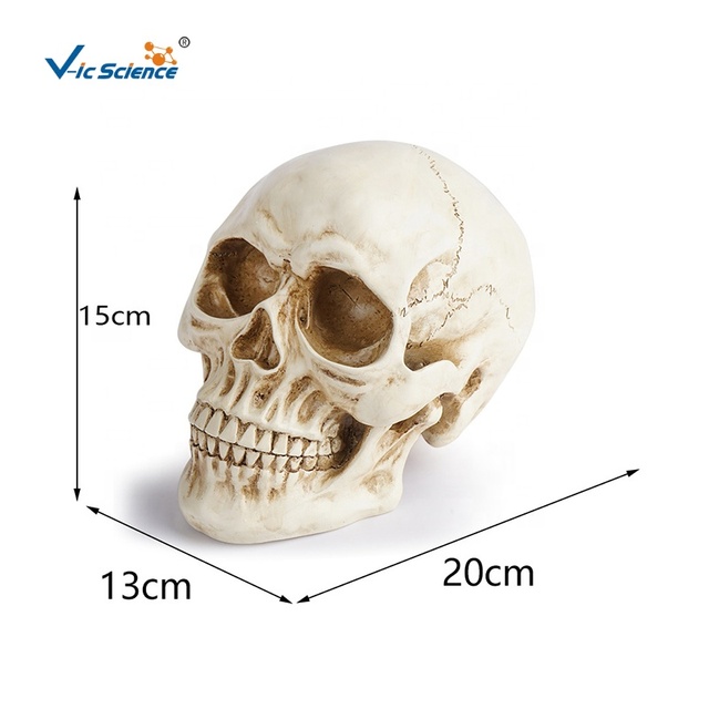 Resin Human Skull Model Halloween Decoration Head Bone Anatomy Model