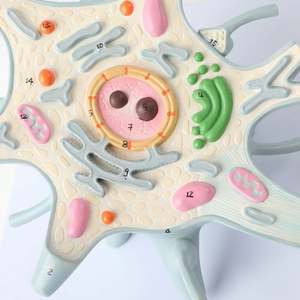 डेंड्राइट और एक्सोन मॉडल 2500x बढ़े 2 भागों तंत्रिका फाइबर संरचना तंत्रिका कोशिका ऊतक मॉडल - Product Image 3