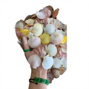 Conchas de vieira limpias y coloridas de Vietnam, conchas marinas naturales para manualidades, joyería, decoración de bodas, centros de mesa y regalos. - Product Image 3