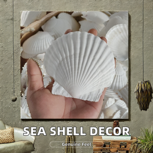 Bán Buôn Lớn Sò Biển Vỏ Nguyên Đánh Bóng Vỏ Sò Cho Hải Lý Tường Trang Trí Nội Thất Vẽ Thủ Công Mỹ Nghệ Trang Trí <span class=keywords><strong>Conch</strong></span> Phong Cách Động Vật - Product Image 2