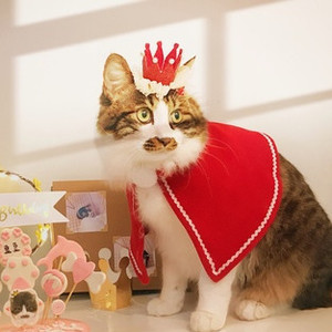 <span class=keywords><strong>2022</strong></span> gros nouveau Style Offre Spéciale animal de compagnie ensemble de fête chapeau de noël écharpe Cape classique hiver chat chien chiot animal de compagnie vêtements de noël - Product Image 4