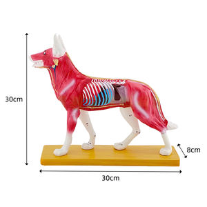 कैनाइन बॉडी एक्यूपंक्चर मॉडल Zm3018 कुत्ते शारीरिक मॉडल - Product Image 2
