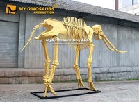 MY DINO AS-200 Squelette d'animal de l'ère glaciaire, squelette de mamouth doré pour la décoration