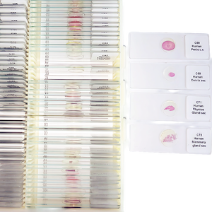 Conjunto de toboganes de histología humana, Material de vidrio y otro tema, 100 Uds. - Product Image 4