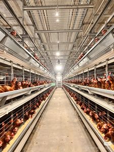 Nieuwe complete automatische legkippenhouderij-apparatuur, batterijkooien, automatische eierenverzamelmachine, automatische mestreinigingsband - Product Image 2