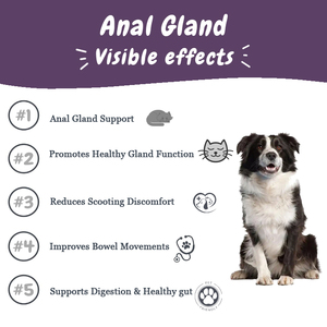 Friandises à mâcher pour les glandes anales Glandex pour chiens avec enzymes digestives et vitamines - Absorption rapide - Complément alimentaire sûr - Product Image 5