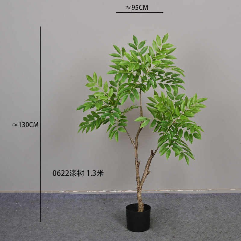 0622 Árbol de laca, 1,3 metros de altura