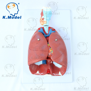 Modèle d'<span class=keywords><strong>anatomie</strong></span> du cœur, modèle biologique et de grande capacité pour les étudiants, matériel scolaire - Product Image 6