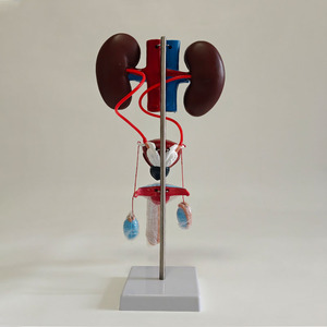 Sistema Urogenital Masculino Desmontable, Riñón, Vejiga, Testículos, Sistema de Reproducción Genital y Urinario - Product Image 4