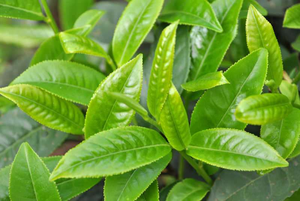 CAS 3081-61-6 99% L - Theanine Pó | Polifenóis do chá, aliviam o estresse - Product Image 2