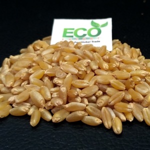 Hard Durum Wheat Seeds Grain