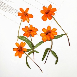 12 pcs/pack <span class=keywords><strong>Zinnia</strong></span> Avec Tige Pressée Botanique pour Résine Art Photo Cadre Home Deco. Bijoux fantaisie - Product Image 6