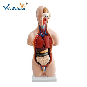 Torso medico materiale didattico organo umano per scienza medicale20 parti di anatomia umana Torso modello 55CM Unisex Torso modello - Product Image 4