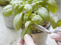 Plantation d'intérieur et d'extérieur Herbe certifiée biologique (paquet de 10)