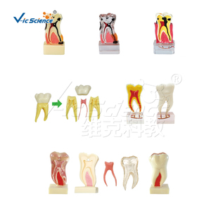 Molde de goma de bloque de mordida para educación dental modelo de dientes humanos realistas para Educación de Ciencias Médicas - Product Image 2