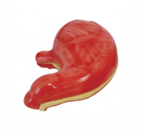 Meilleur prix PVC plastique humain taille naturelle biologie démonstration médicale enseignement anatomique malade ulcère d'estomac modèle d'anatomie