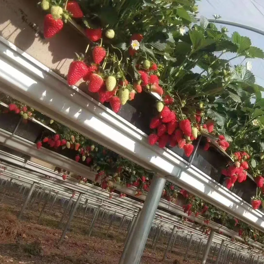 Commercial Strawberry Planting Gutter Hydroponic Growing System Greenhouse For Sale