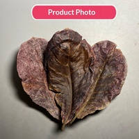 Daun Almond India untuk Akuarium, Penurun PH, Pengkondisi Air Antibakteri untuk Arowana, Ikan Cupang, Penyehat Warna, Ukuran 15-25cm