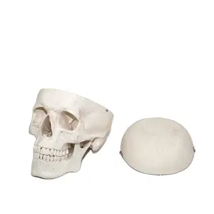Medical anatomico a grandezza naturale di plastica modello di cranio umano