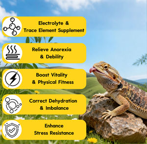 OEM ODM Solución Electrolítica para Reptiles, Suave y de Baja Irritación, Alivio de la Deshidratación para Criadores de Reptiles, Gotas Líquidas 120ml/Botella - Product Image 3