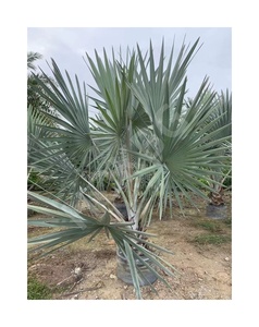 Hokbg ถุงปลูก120lt 30แกลลอนถุงพลาสติก PP ทรงตัวสำหรับต้นปาล์ม - Product Image 1