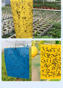 Piège à moucherons biologique double face 20x10cm, autocollant collant pour insectes, étanche, pour le contrôle des insectes volants en ferme/serre - Product Image 3
