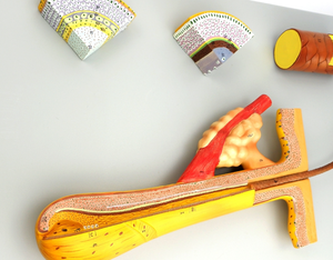 Scienza medica di alta qualità 700 volte ingrandito modello di anatomia dei capelli PVC 4 parti modello di <span class=keywords><strong>formazione</strong></span> al miglior prezzo - Product Image 5