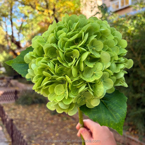 عرض مميز بلمسة حقيقية ، زهرة كبيرة الرأس ، هيدرانيا خضراء سائبة ، هيدرانيا بالجملة - Product Image 4