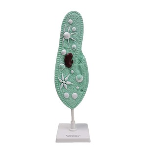 Modèle Paramecium Qinghua 33103, un modèle biologique pour les collèges et les lycées, utilisé pour l'éducation scientifique et - Product Image 4