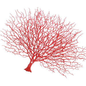 Qslh V988 Artificiale Asciutto Ramo di Un Albero Bianco Naturale Ramo di Corallo per La Decorazione - Product Image 1