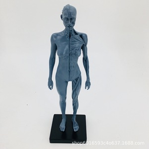 Estatua de 30 cm, Pintura, Referencia CG, Estructura de Cráneo, Modelo Anatómico Musculoesquelético Humano Artístico, Gris, Masculino/Femenino - Product Image 4