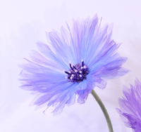 Bunga Daisy Organza Buatan Raksasa Warna-warni Dekoratif untuk Pernikahan, Photo Booth, dan Jendela Toko