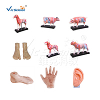 Science médicale 84CM modèle d'acupuncture de luxe modèle d'acupuncture du corps humain avec modèle d'éducation en anatomie musculaire