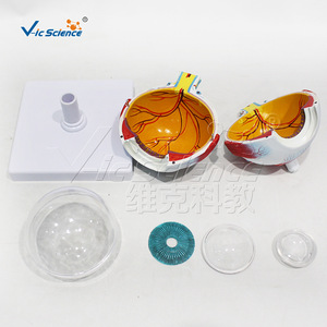 Modèle anatomique grossi 3 fois du globe oculaire, 6 parties, structure du globe oculaire détachable, formation en ophtalmologie pour les écoles de médecine. - Product Image 2
