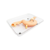 SY-NS19 Endoscopic Training System Gastroduodenal Model with Animal Tissue Assembly for Hands-on Practice