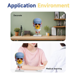 L027A Crâne de couleur modèle de science médicale avec 7 vertèbres <span class=keywords><strong>cervicales</strong></span> Anatomie étude <span class=keywords><strong>squelette</strong></span> pour la formation médicale - Product Image 5