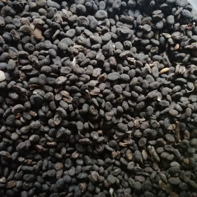 Bu Gu Zhi NATURAL WHOLE Dried Psoralea Fruit for Sale