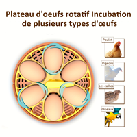 Incubateur d'œufs entièrement automatique pour poulets, cailles, canards, oies, pigeons 220V/110V/12V – Machine d'éclosion d'œufs