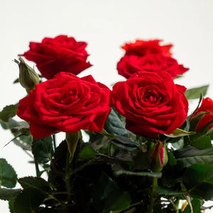 Kokedama ที่ทันสมัยเพิ่มขึ้นของขวัญที่จะแปลกใจในวัน Sant <span class=keywords><strong>Jordi</strong></span> - Product Image 2