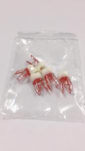 Tự Nhiên Giải Phẫu Gốc Hình Thức Mô Hình Răng Với Bột Giấy Khoang Vật Liệu Nhự<span class=keywords><strong>a</strong></span> Cho Endodontic Đào Tạo Chăm Sóc Răng Miệng - Product Image 5