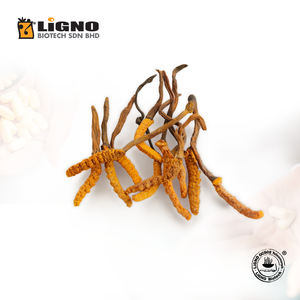 ซัพพลายเออร์ที่เชื่อถือได้จากมาเลเซีย Ophiocordyceps sinensis LiGNO OCS02 ไมซีเลียมแอคทีฟ เหมาะสำหรับผลิตภัณฑ์ดูแลผิวและเครื่องสำอาง - Product Image 1