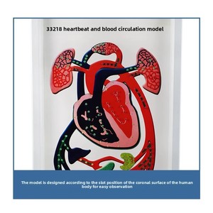 Modelo Anatômico de Batimento Cardíaco e Circulação Sanguínea - Modelo de Ensino Biológico Vendas Diretas de Fábrica - Product Image 3