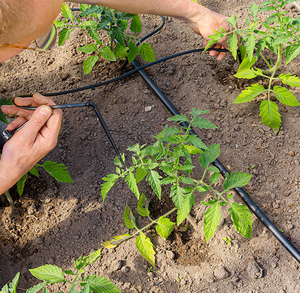 <span class=keywords><strong>Goutteur</strong></span> d'irrigation agricole arrosage intelligent des arbres <span class=keywords><strong>araignée</strong></span> flèche irrigation goutte à goutte à quatre voies - Product Image 3