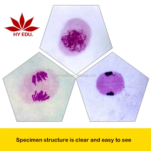 Juego de 12 Portaobjetos de Microscopio para la División de la <span class=keywords><strong>Meiosis</strong></span> en Todas sus Etapas, para Materiales Educativos - Product Image 3