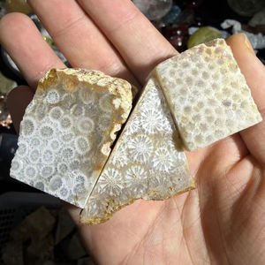 Coral Fósil Natural de Alta Calidad al por Mayor, Piedra de Jade Coral en Bruto para Decoración y Colección, Regalo para Amantes de los Minerales - Product Image 3