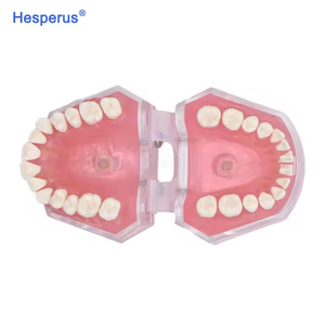 Modèle dentaire standard avec dents amovibles, gencives souples, TYPODONT adulte en plastique, manuel pour l'étude et l'enseignement - Product Image 5
