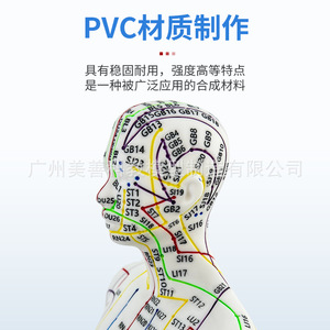 Modelo de figura humana de 52 cm con diagrama de puntos de acupuntura, versión transfronteriza, código en inglés, para práctica de acupuntura. - Product Image 4